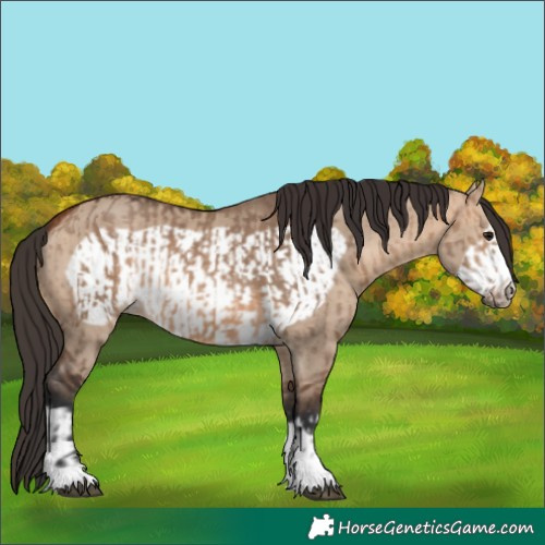 Horse Color:Bay Dun  and Bay Dun Frame 