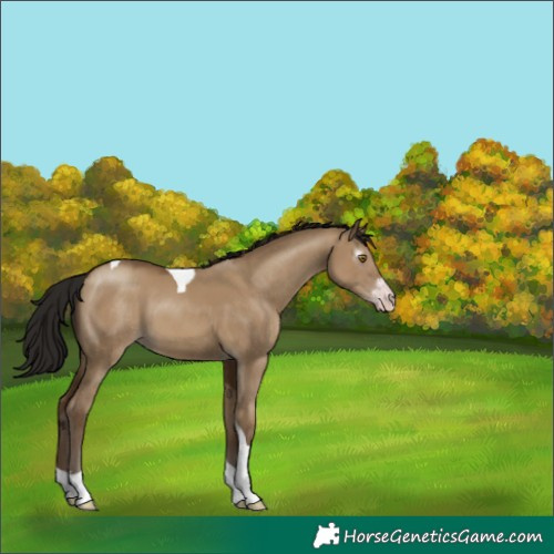 Horse Color:Gray Classic Champagne Dun Sabino Tobiano 