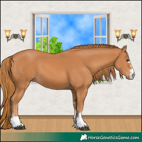 Horse Color:Chestnut 