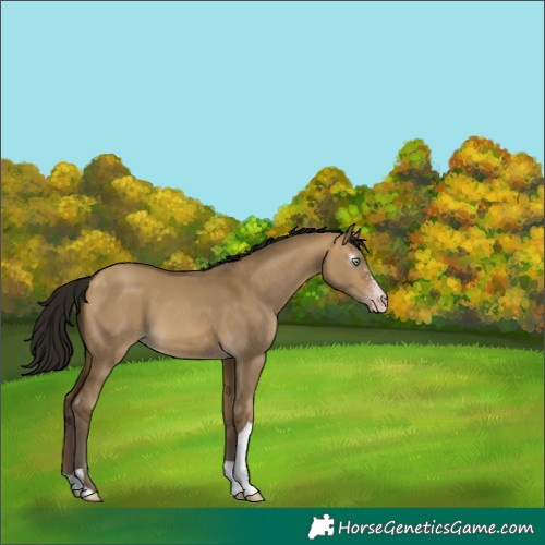 Horse Color:Gray Sable Cream Champagne Dun Sabino Tobiano 
