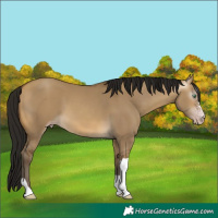 Horse Color:Gray Sable Cream Champagne Dun Sabino Tobiano 