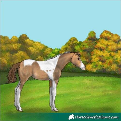 Horse Color:Buckskin Sabino Tobiano Appaloosa 