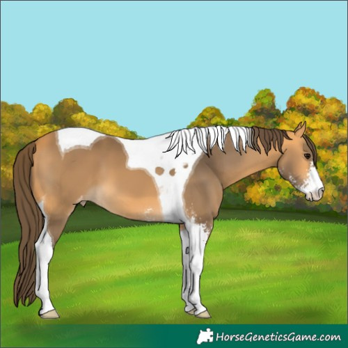 Horse Color:Buckskin Sabino Tobiano Appaloosa 