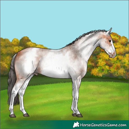 Horse Color:White Spotted Bay Sabino Frame 