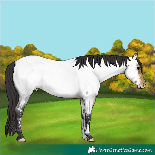Horse Color:Buckskin Roan Near Fewspot