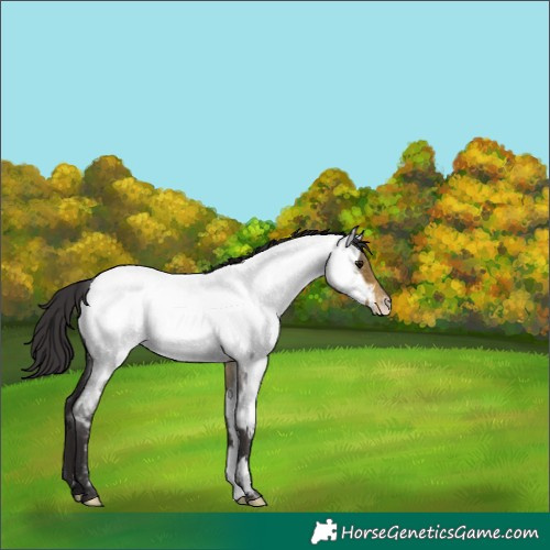 Horse Color:Buckskin Roan Appaloosa