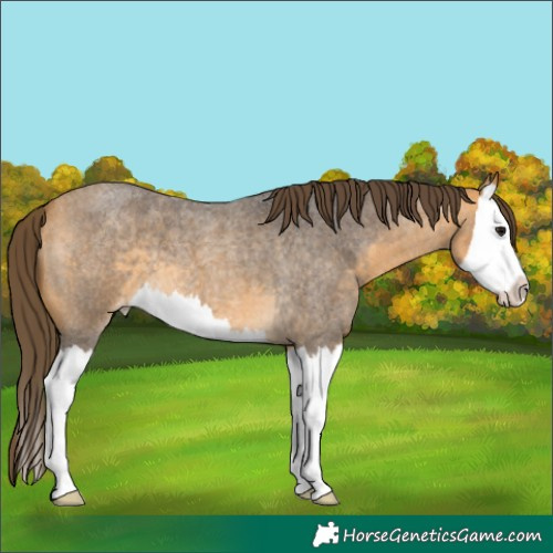 Horse Color:Buckskin Roan Splash Varnish 