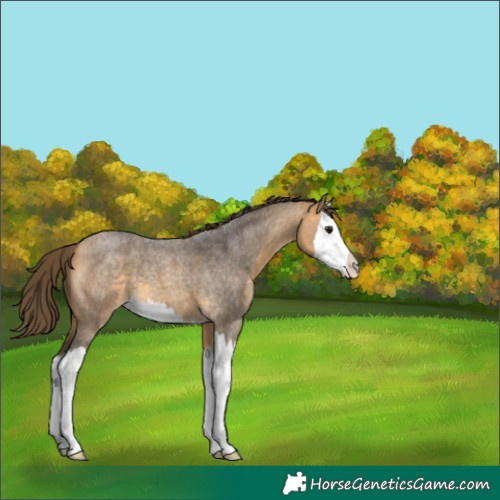 Horse Color:Buckskin Roan Splash Appaloosa 