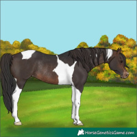Horse Color:Brown Tobiano Appaloosa Rabicano