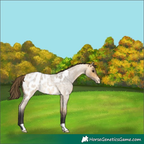 Horse Color:Buckskin Roan Appaloosa
