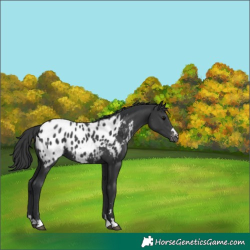 Horse Color:Black Appaloosa