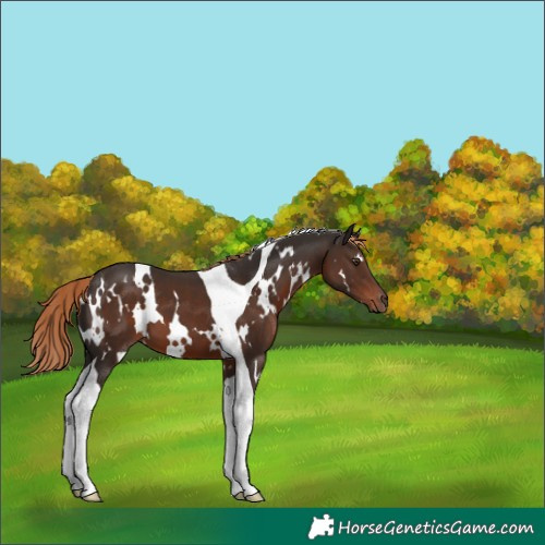 Horse Color:White Spotted Liver Chestnut Tobiano 