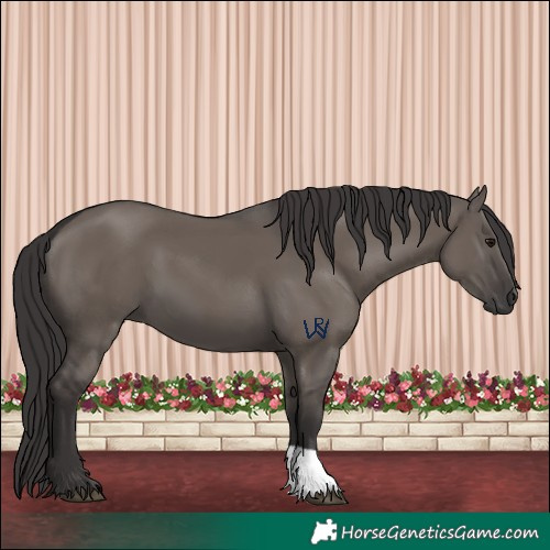 Horse Color:Smoky Grullo 