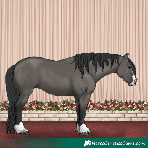 Horse Color:Grullo 