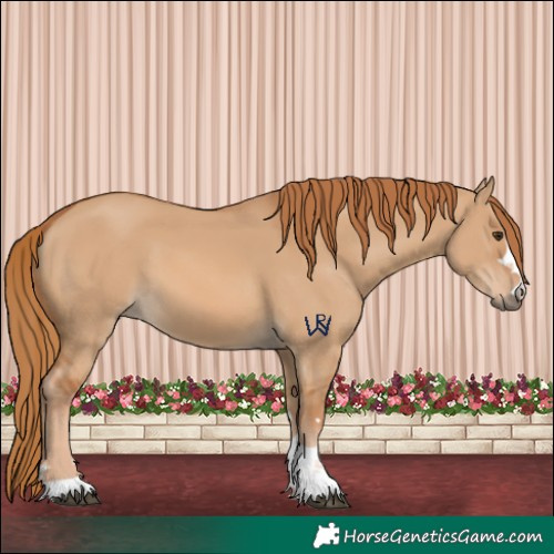 Horse Color:Red Dun 
