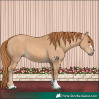 Horse Color:Red Dun 