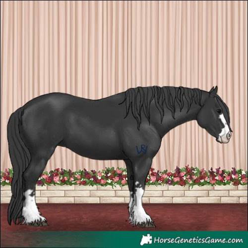 Horse Color:Black 