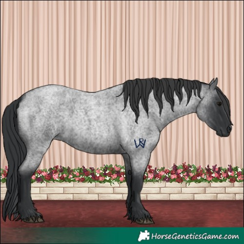 Horse Color:Blue Roan