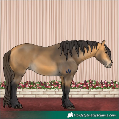 Horse Color:Buckskin 