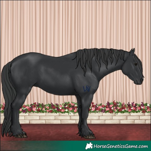 Horse Color:Black 