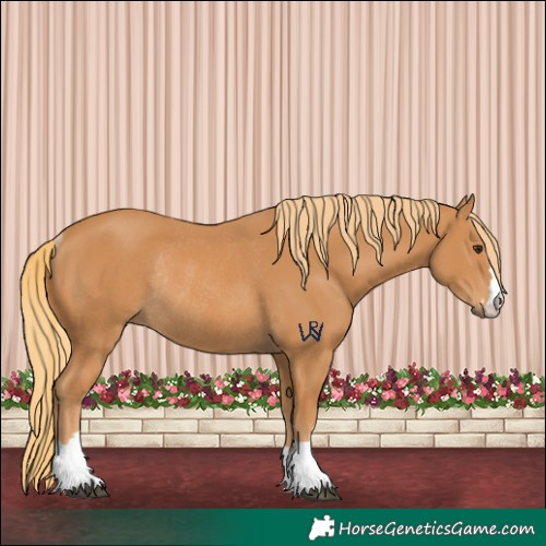 Horse Color:Chestnut Rabicano 