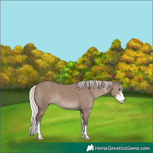 Horse Color:Silver Grullo Sabino 