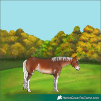 Horse Color:Silver Brown Sabino 