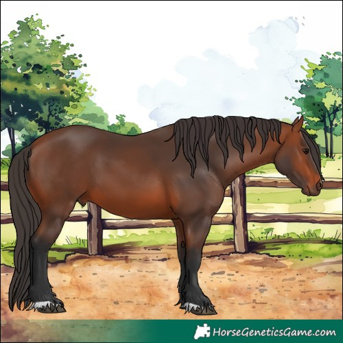 Horse Color:Bay 
