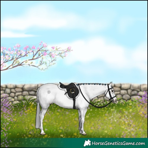 Horse Color:Grullo Sabino Frame