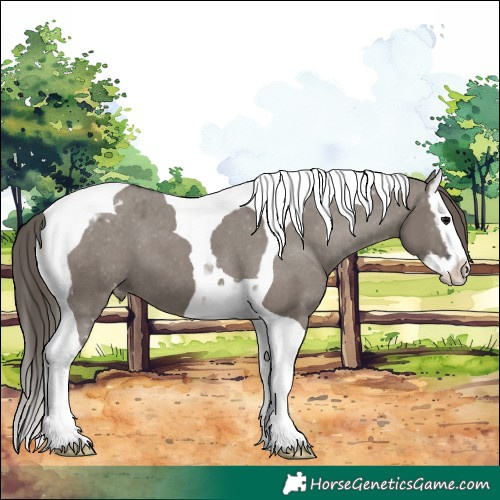Horse Color:Grullo Splash Tobiano Varnish