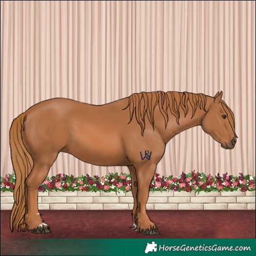 Horse Color:Chestnut 