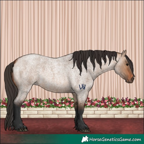 Horse Color:Bay Roan Dun 