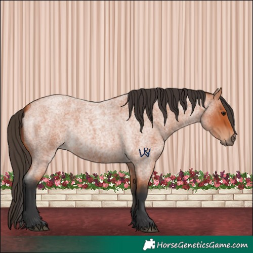 Horse Color:Bay Roan