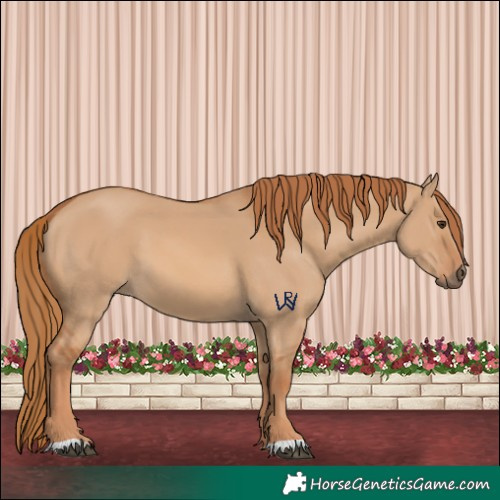 Horse Color:Red Dun 