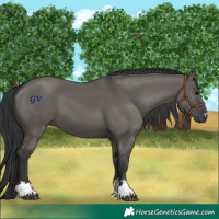 Horse Color:Grullo 