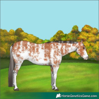 Horse Color:Bay Sabino 