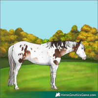 Horse Color:White Spotted Liver Chestnut Splash Tobiano Appaloosa