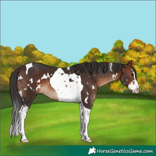 Horse Color:White Spotted Bay Splash Tobiano 