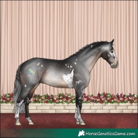 Horse Color:Gray White Spotted Brown Splash Tobiano 