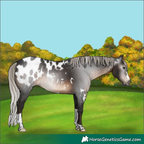 Horse Color:Gray White Spotted Silver Brown Splash Tobiano Blanket
