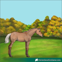 Horse Color:Silver Bay Dun 