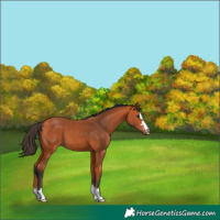 Horse Color:Bay 