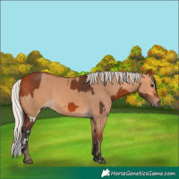 Horse Color:White Spotted Bay  and Silver Bay Dun 
