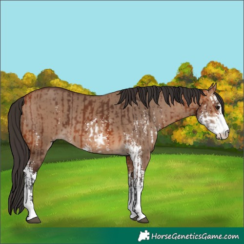 Horse Color:Bay Sabino and Bay Dun Sabino