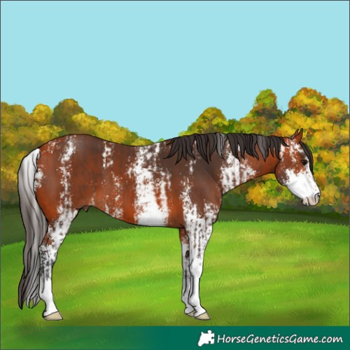 Horse Color:Bay Sabino  and Bay Sabino 