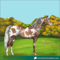 Horse Color:Gray White Spotted Silver Sable Champagne