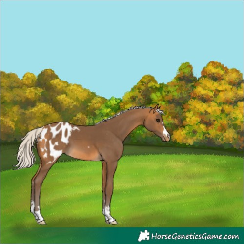 Horse Color:Silver Buckskin Appaloosa 