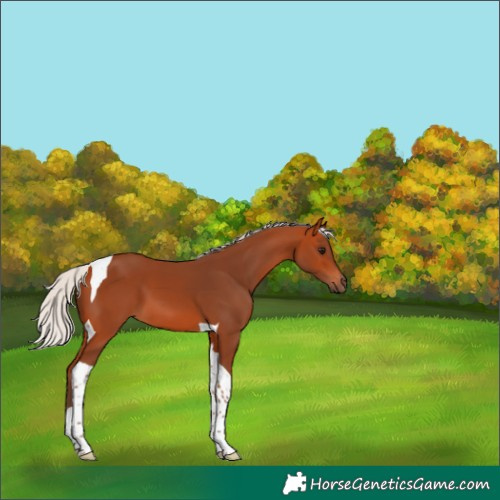 Horse Color:Silver Bay Tobiano 