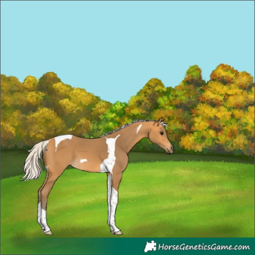 Horse Color:Silver Buckskin Tobiano 