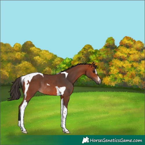 Horse Color:Bay Tobiano Rabicano 